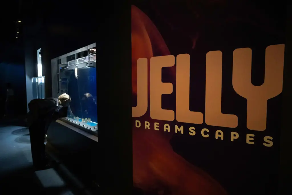 The Jelly Dreamscapes exhibit at the Aquarium of the Pacific...