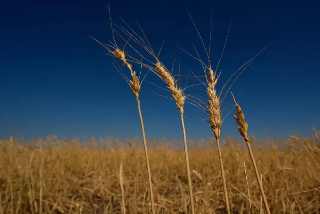 Drought-stressed wheat plants stand in a field near Macksville, Kan.,...