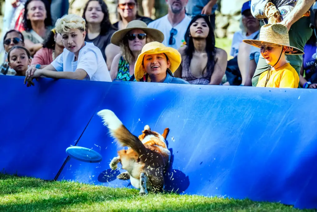 Extreme Dogs Stunt Dog Show star, Rio, a rescue heeler...