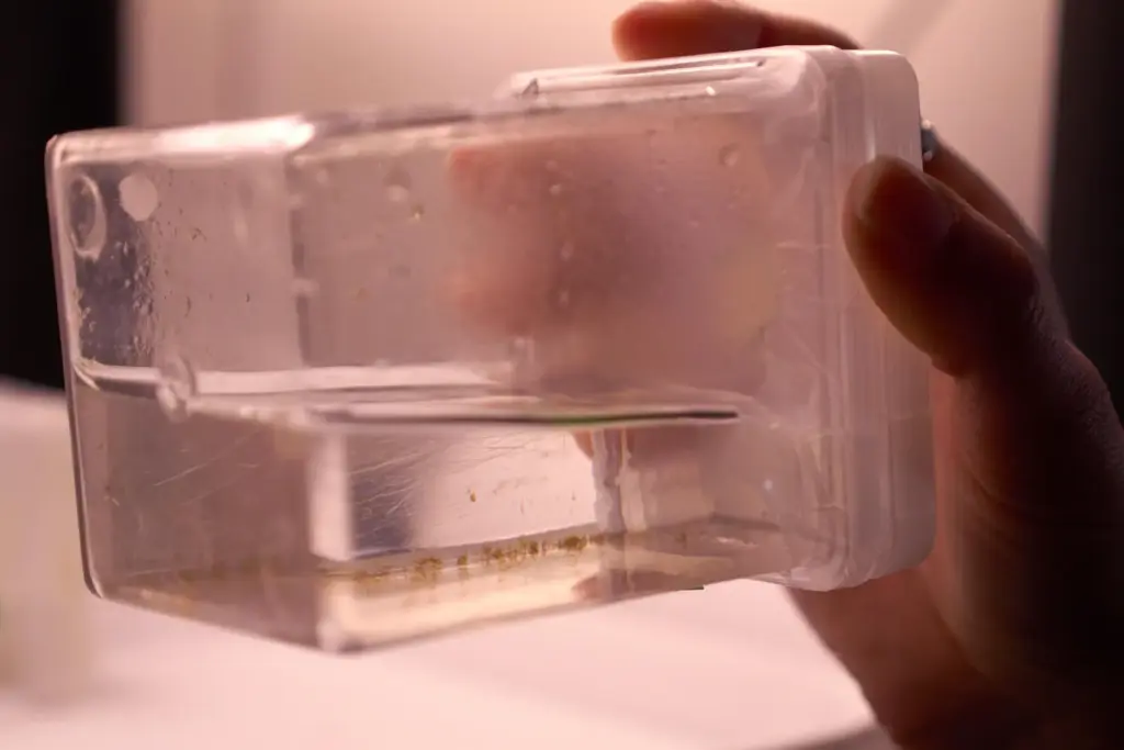 Kelp cultures grow in small containers Friday, March 13, 2026,...