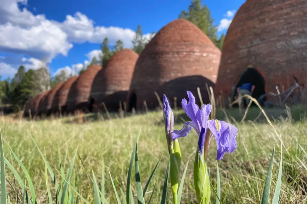 Rocky Mountain irises bloom in a meadow near charcoal kilns at Ted Turner's Vermejo Park Ranch.