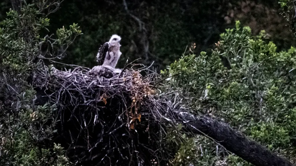 Irvine Ranch Conservancy volunteers are monitoring a Red-tailed hawk nest...