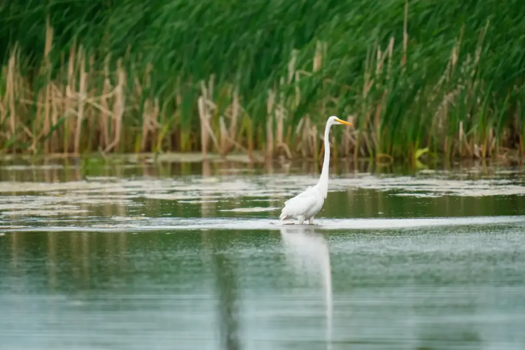 A great egret is seen in Park No. 597 on...