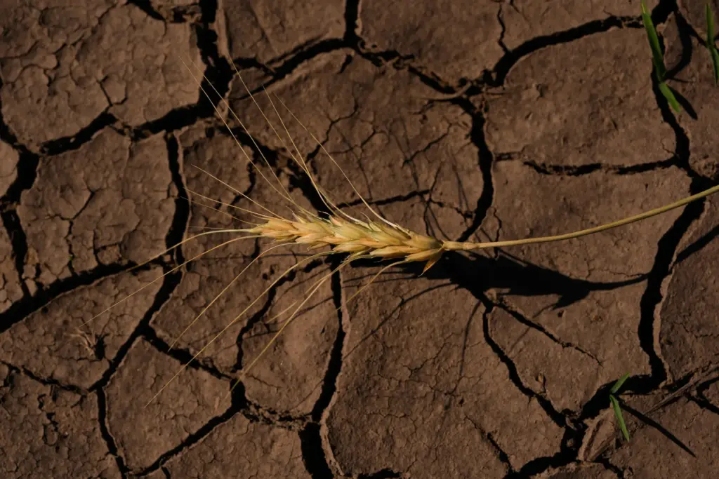 A drought-stressed stalk of wheat lies on a parched field...