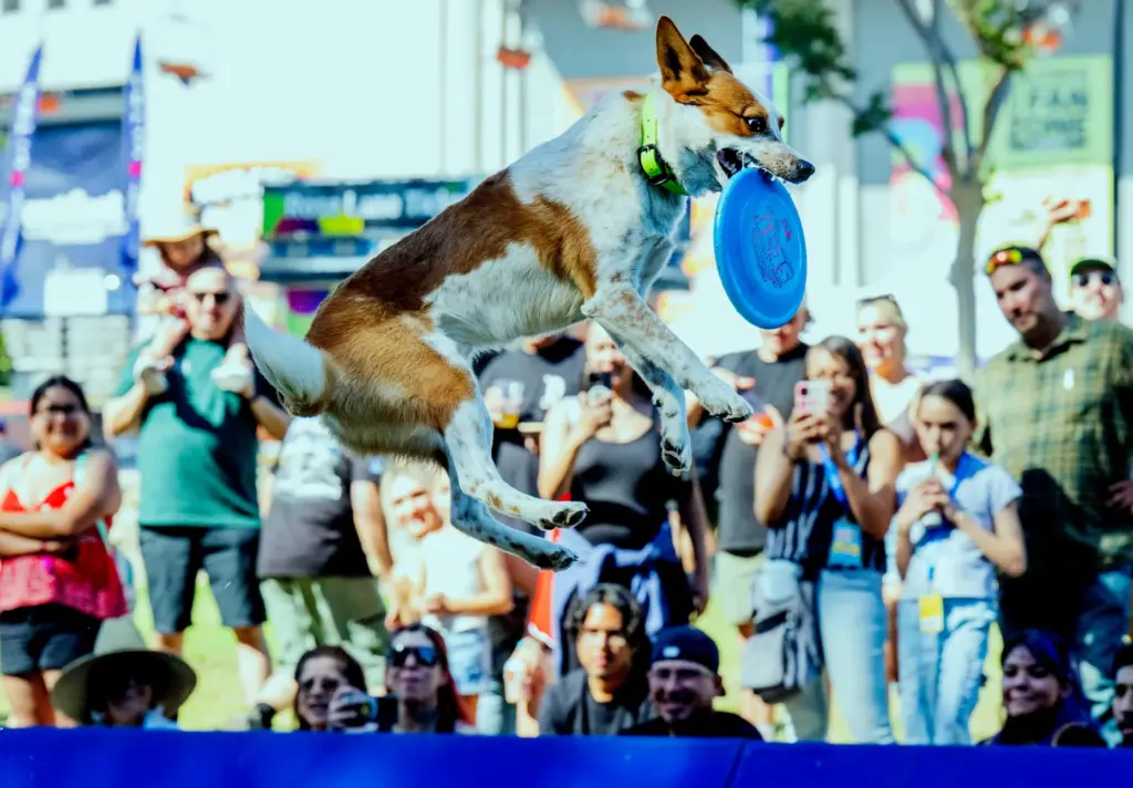 Extreme Dogs Stunt Dog Show, star, Rio, a rescued heeler...