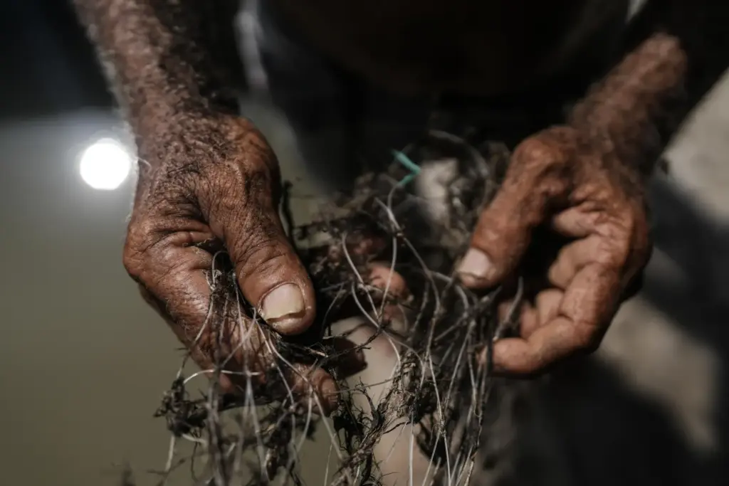 Santander Cueto, a fisherman, removes pieces of an invasive plant...