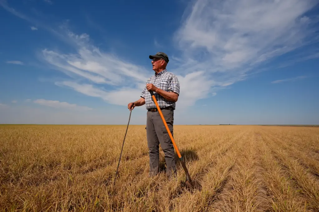 Farmer Vance Ehmke checks a wheat field decimated by wheat...