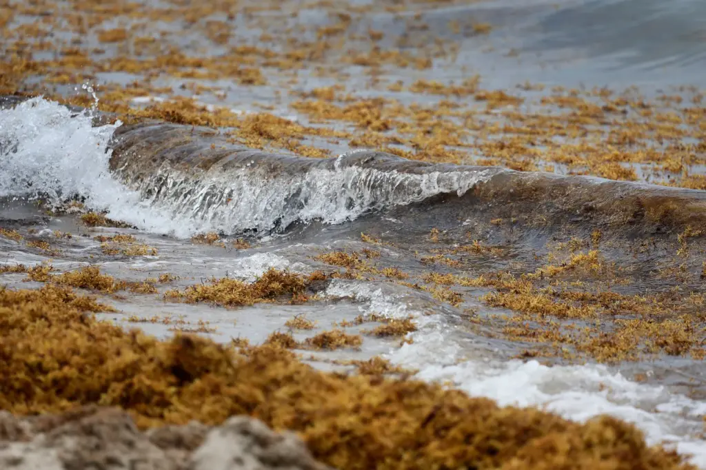 Waves of sargassum seaweed wash ashore on Hollywood Beach on...
