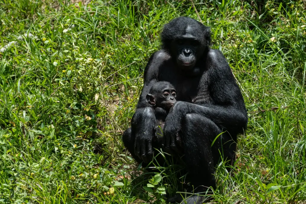 A bonobo holds her baby at the Lola ya Bonobo sanctuary.