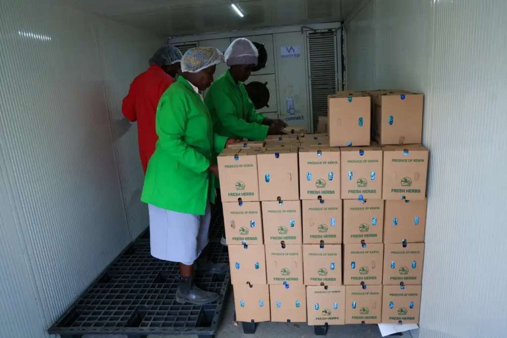 Workers arrange fresh herbs inside a solar-powered cold room at...