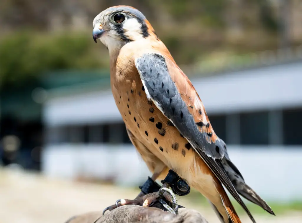 An American kestrel, with its heart-shaped pattern, is an education...