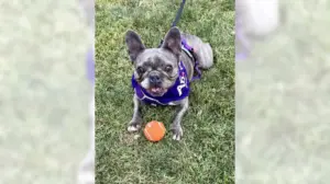 French bulldog Cleo is fun, sweet and so ready to make you happy