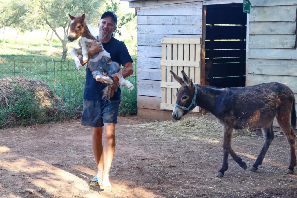 Kristijan Jelenic, ranch owner, carries a pony named Mile at...