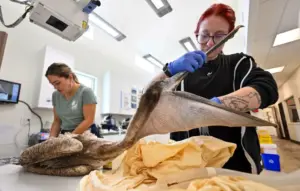 What’s killing seabirds along California’s coast? ‘Just one damn thing after another’