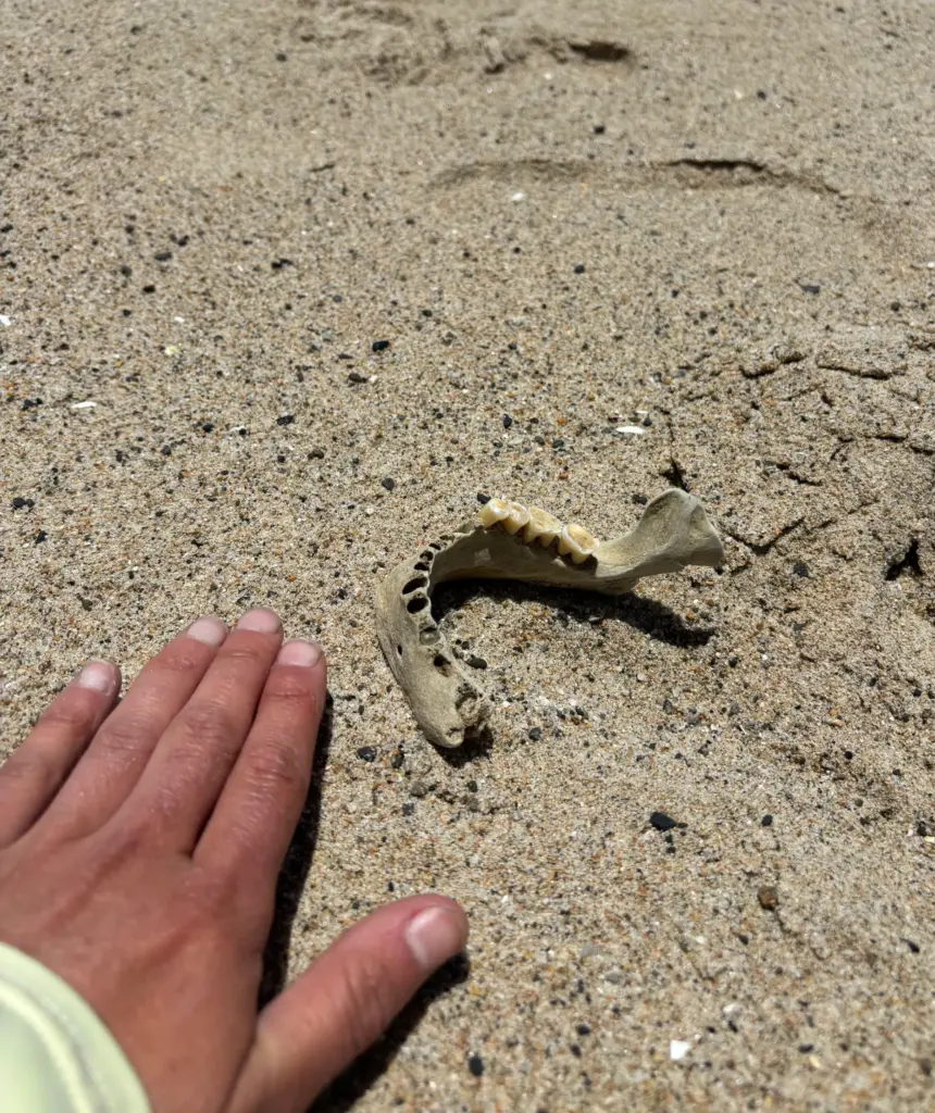 Kathline Kinnison was walking along the sand in San Clemente...