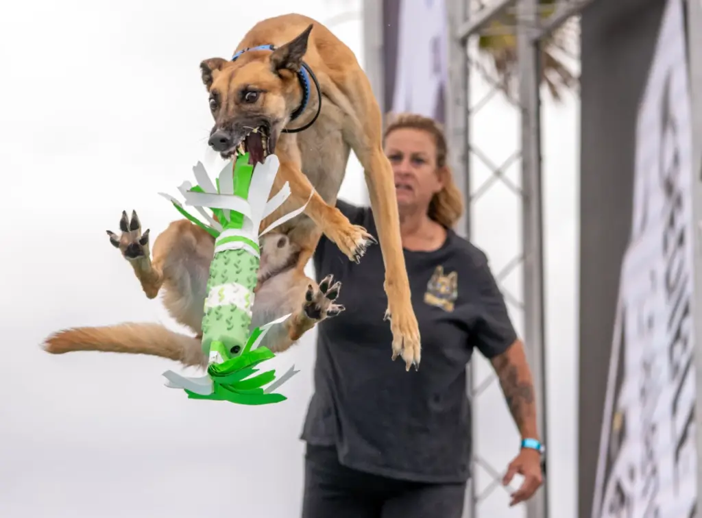 Melissa Ness of Ramona looks on while her dog, Falkor,...