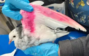 Pigeon found with pink wing likely dyed for gender reveal celebration, wildlife rescuers say