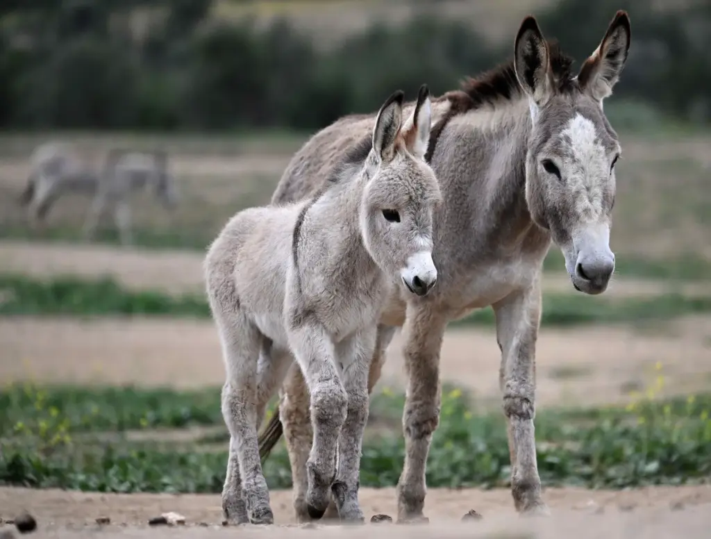 A young burro walks with its mother in the 500...