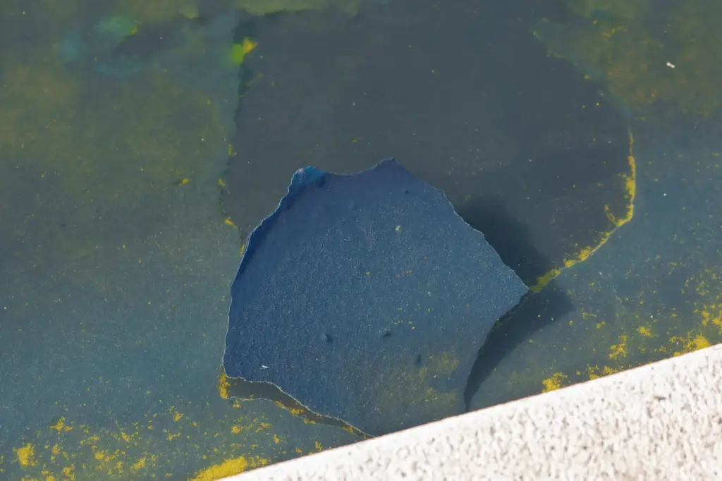 A piece of the blue coating floats among algae at...