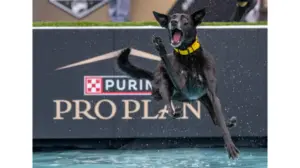 Pups show off skills at Purina dog challenge event in Huntington Beach