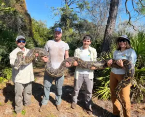Record 8,000 pounds of pythons pulled from southwest Florida using sex drive
