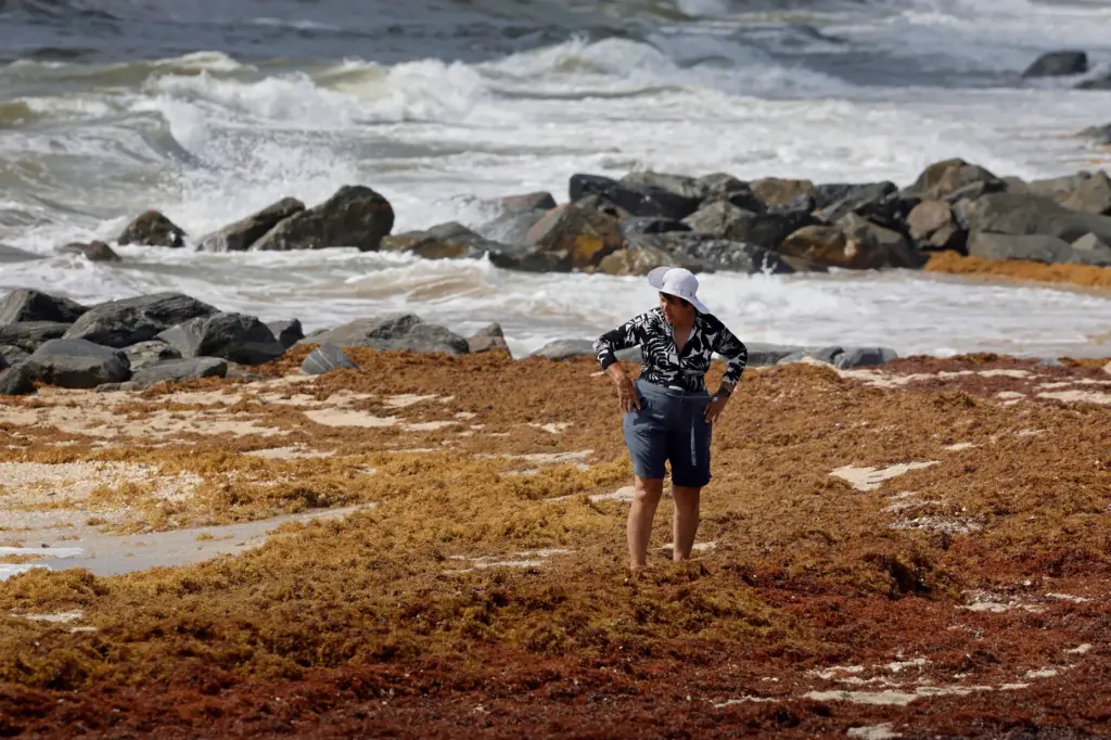 A beachgoer wades in the sargassum seaweed accumulating on the shore at Ocean Inlet Park in the Town of Ocean Ridge on Friday. Large patches of sargassum seaweed have washed up on South Florida beaches recently. More may be on the way for Memorial Day weekend. (Mike Stocker/South Florida Sun Sentinel)