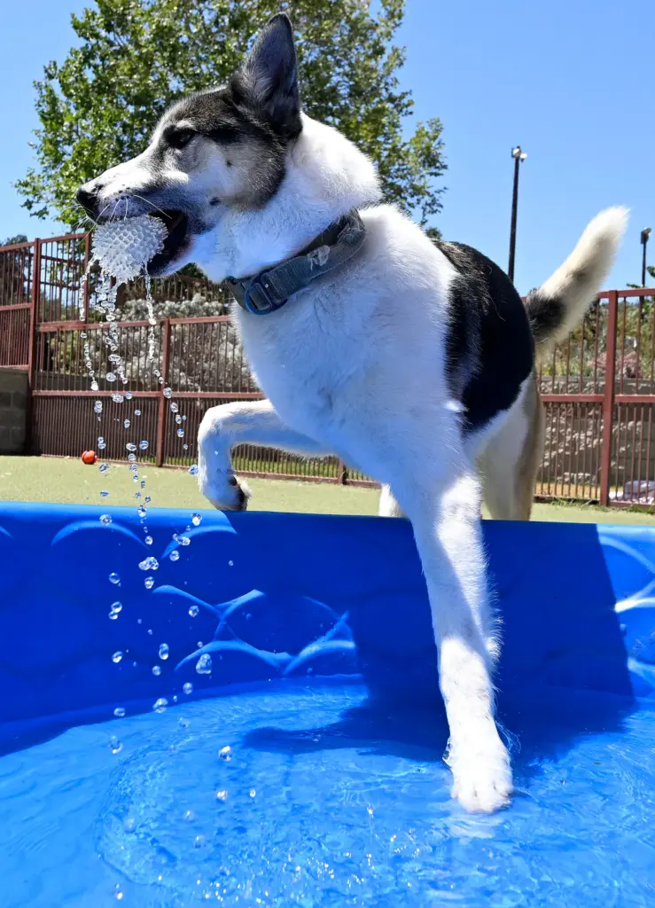 Benny, a 4-year old male German Shepherd and husky mix,...