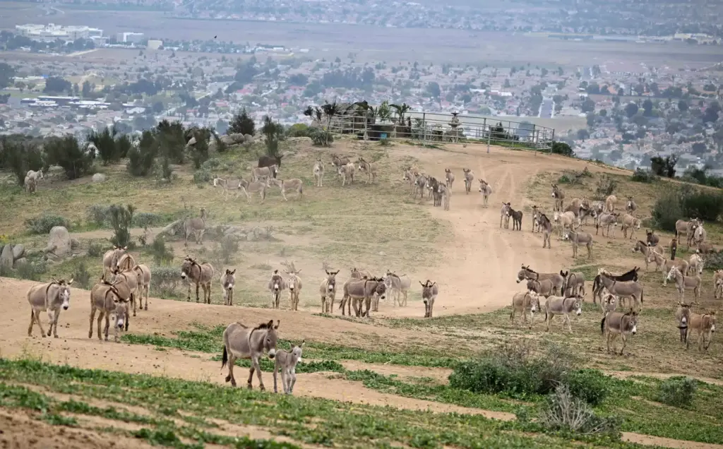 Some of the hundreds of burros gather near a hilltop...