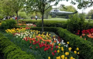 How the White House Rose Garden and its plantings have changed over the past century