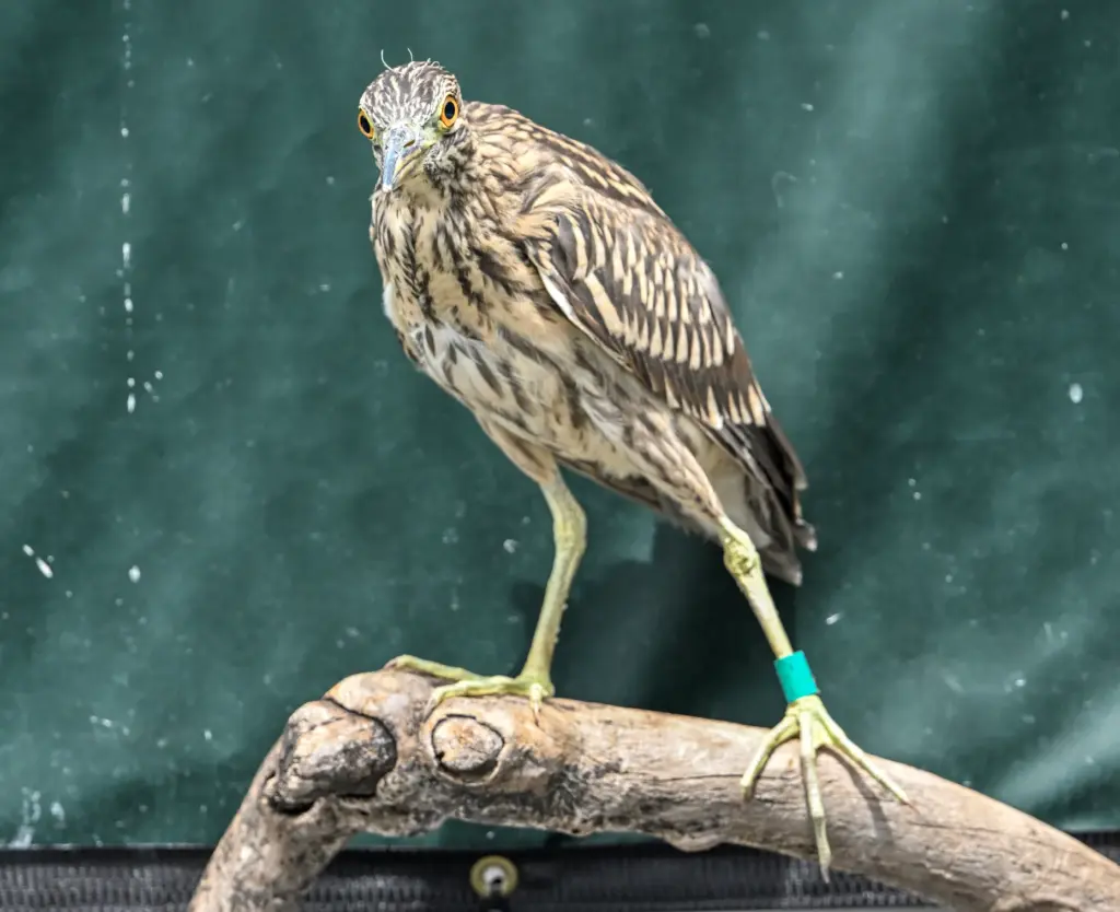 A black-crowned night heron at the Wetlands and Wildlife Care...