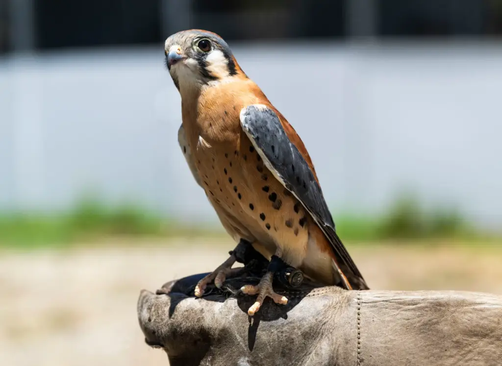 An American kestrel is an education ambassador at the Orange...