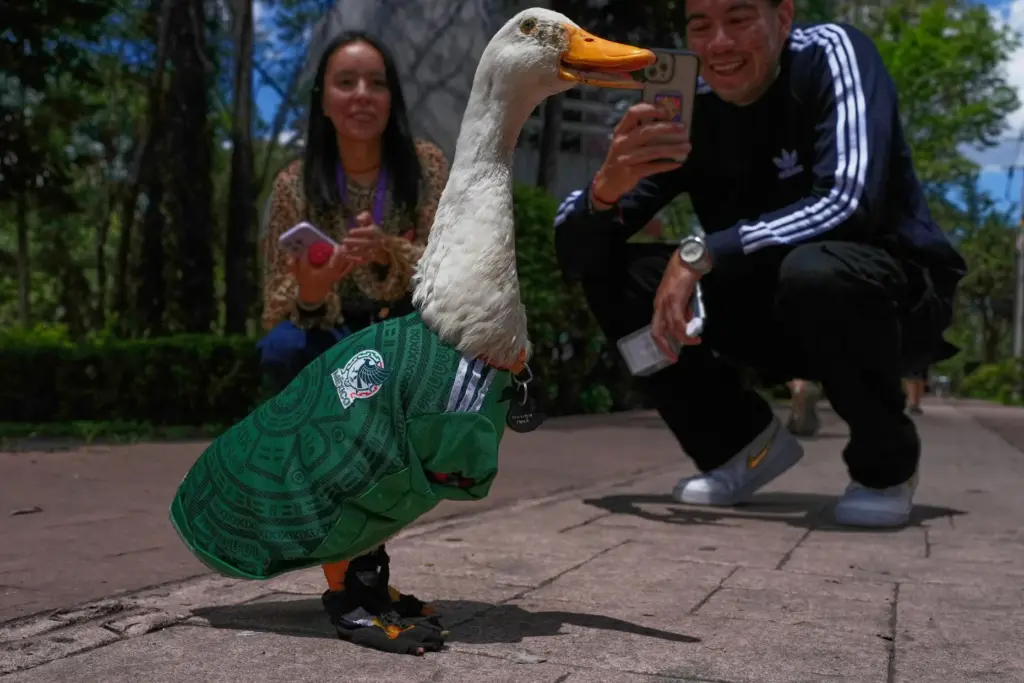 People take pictures of a duck named Merlin, dressed in...