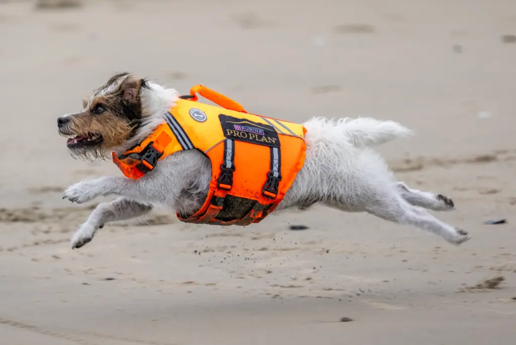 Maxton, a 4-year-old Parson Russell terrier, charges toward the water...
