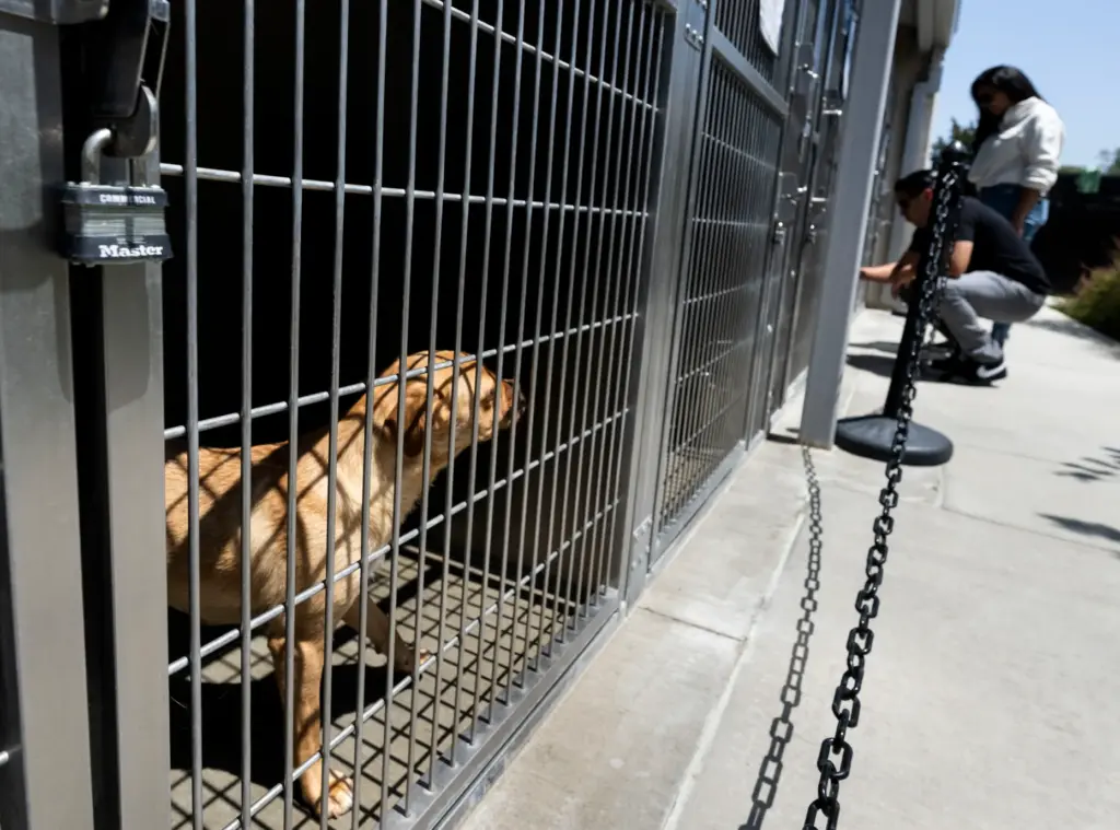 People visit some of the adoptable dogs at OC Animal...