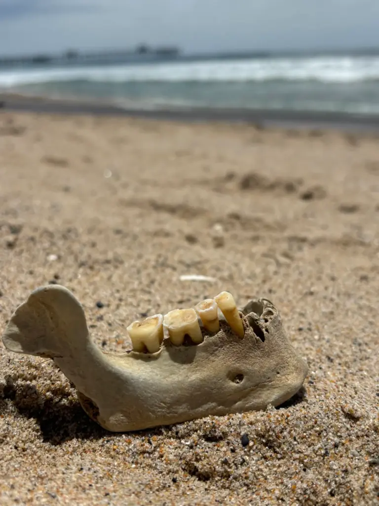 Kathline Kinnison was walking along the sand in San Clemente...
