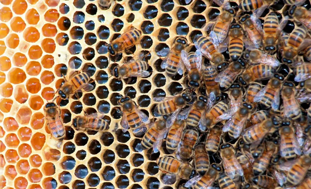 FILE – Honeybees fill a hive at Golden Angels Apiary...