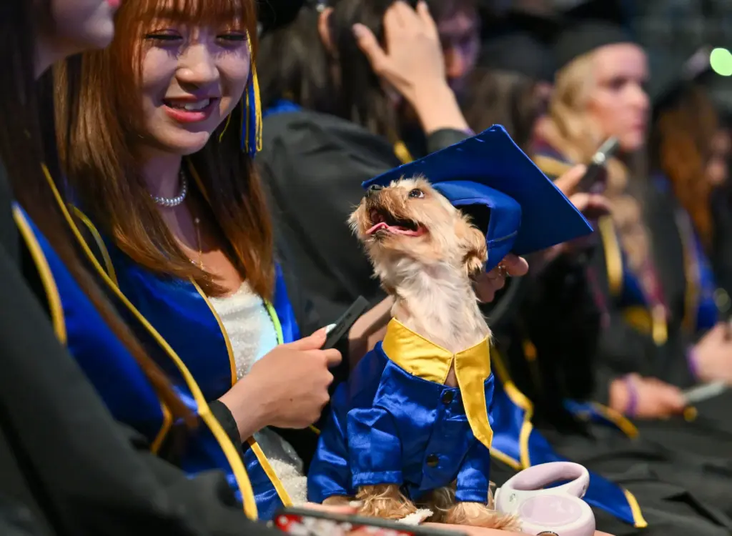 Graduate Iris Wang and her cap-and-gown-wearing dog, Laifu, during the...