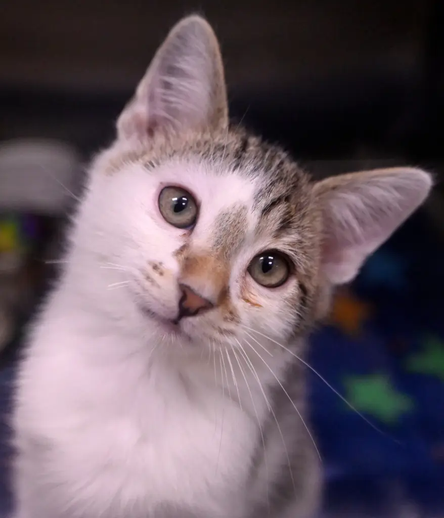 A kitten, one of over 40 cats available for adoption...