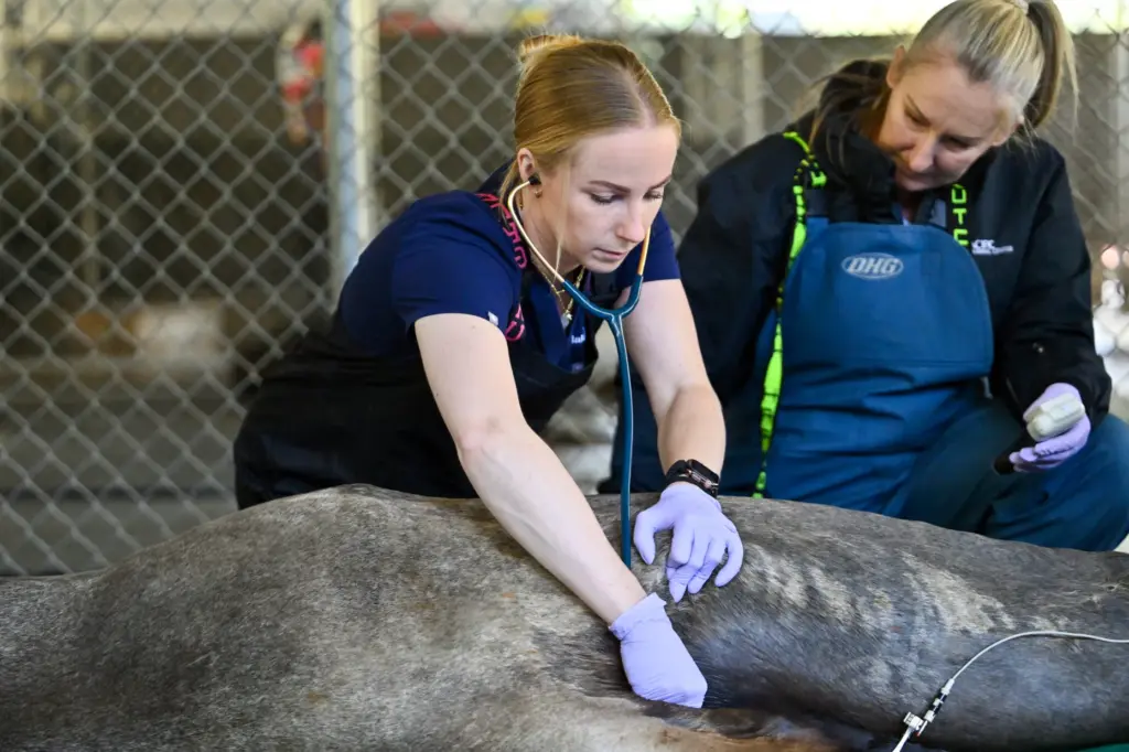 Veterinary assistant Malena Berndt, left, and Dr. Alissa Deming, left,...