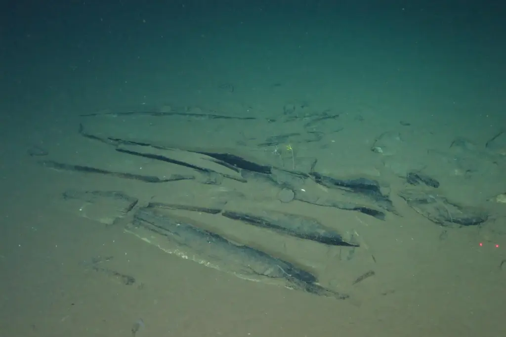 Newly discovered fossilized whale bones at a site deep underwater