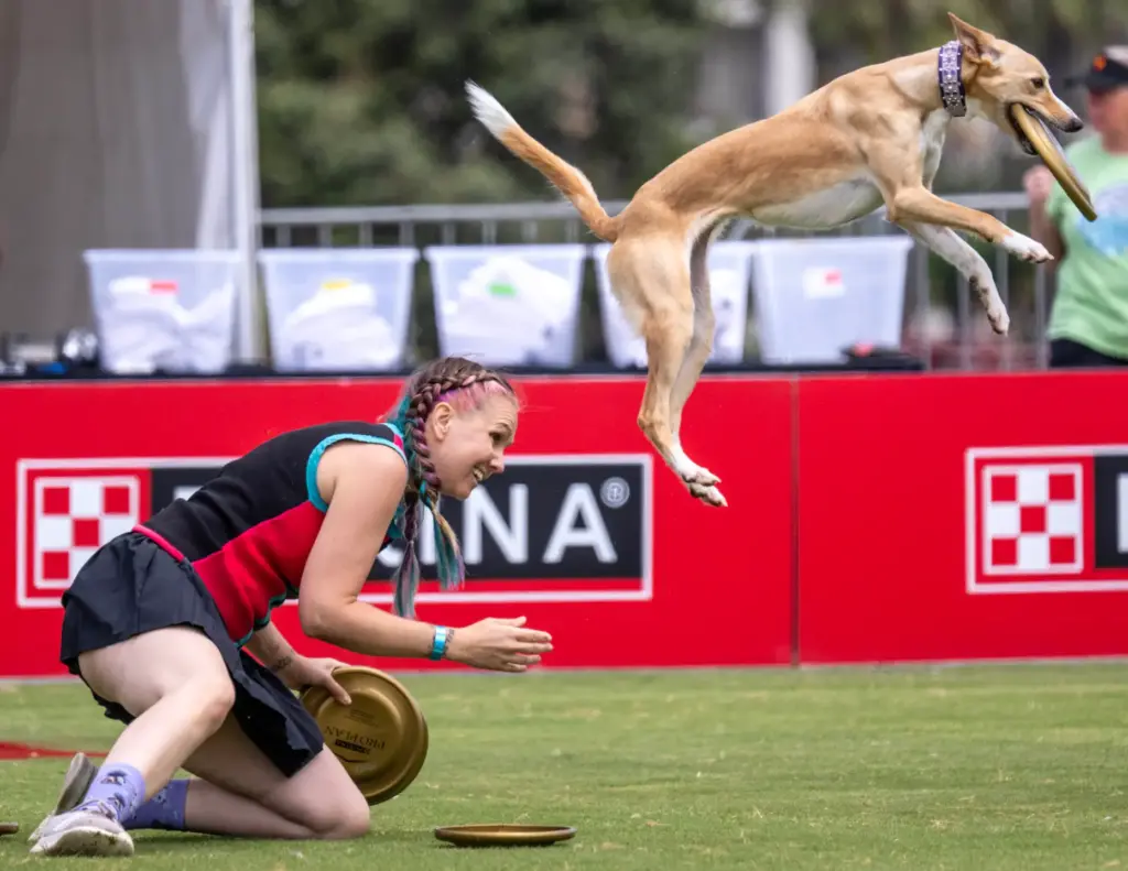 Spice, a 4-year-old mix breed, launches off the back of...