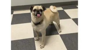 Cuddly pug Rosebud is a fun little lap warmer