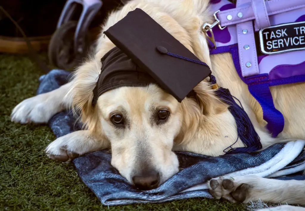 Alex Harlanâs service dog, Violet the Pilot was dressed for...