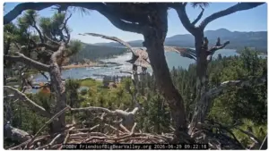 2026 Big Bear eaglet Luna soars from nest a day after sibling Sandy flew off