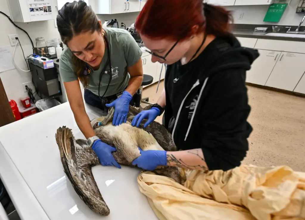 Teal Helms, the interim executive director of the Wetlands and...