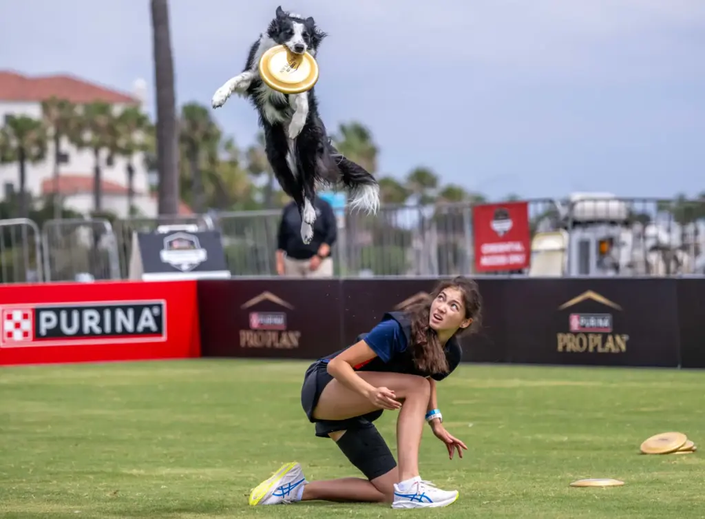 Birdie, a 5-year-old border collie, launches off the back of...