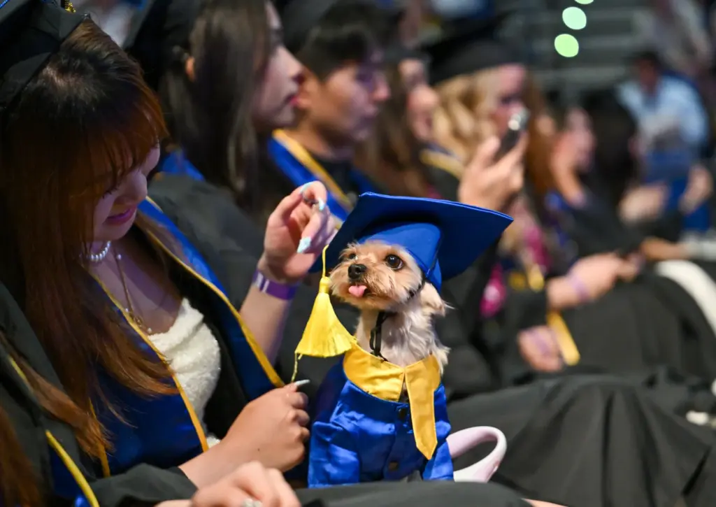 Graduate Iris Wang and her cap-and-gown-wearing dog, Laifu, during the...