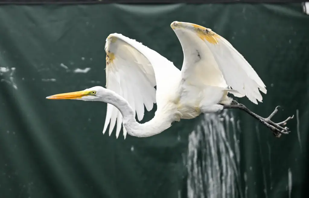 A great egret at the Wetlands and Wildlife Care Center...