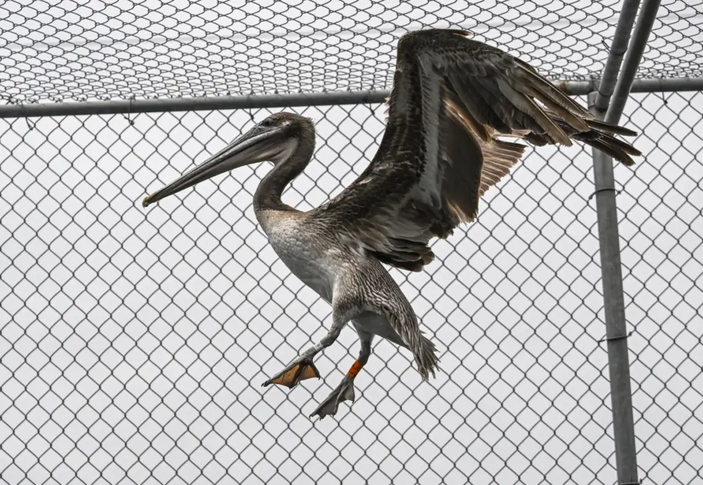 Brown pelican at the Wetlands and Wildlife Care Center in...