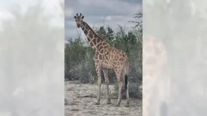 A giraffe named Gracie escaped in Texas. No one can seem to find her